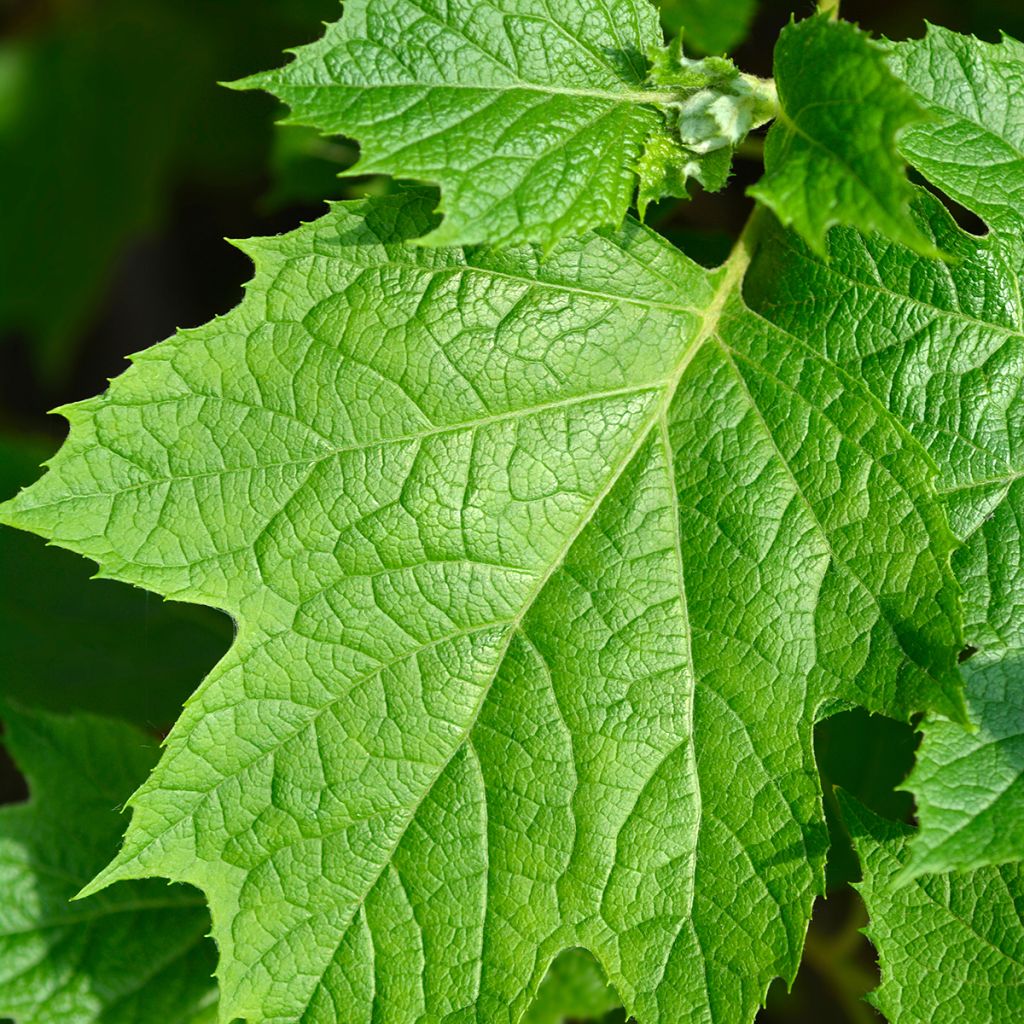 Hydrangea quercifolia Snowflake - Eikenbladhortensia
