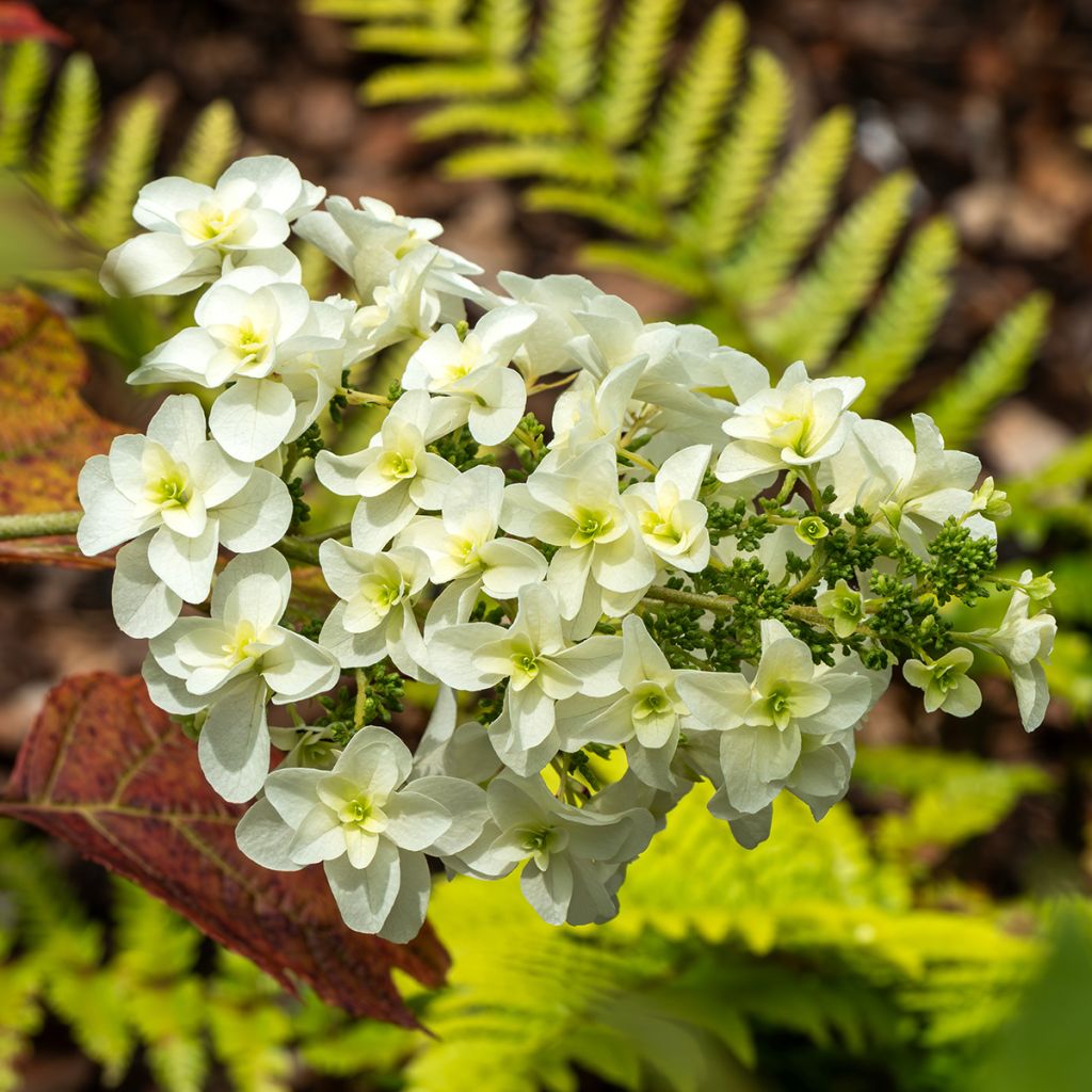 Hydrangea quercifolia Snowflake - Eikenbladhortensia