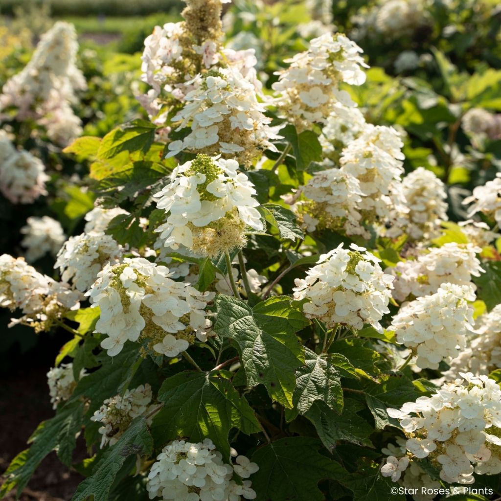 Hydrangea quercifolia Yeti - Eikenbladhortensia