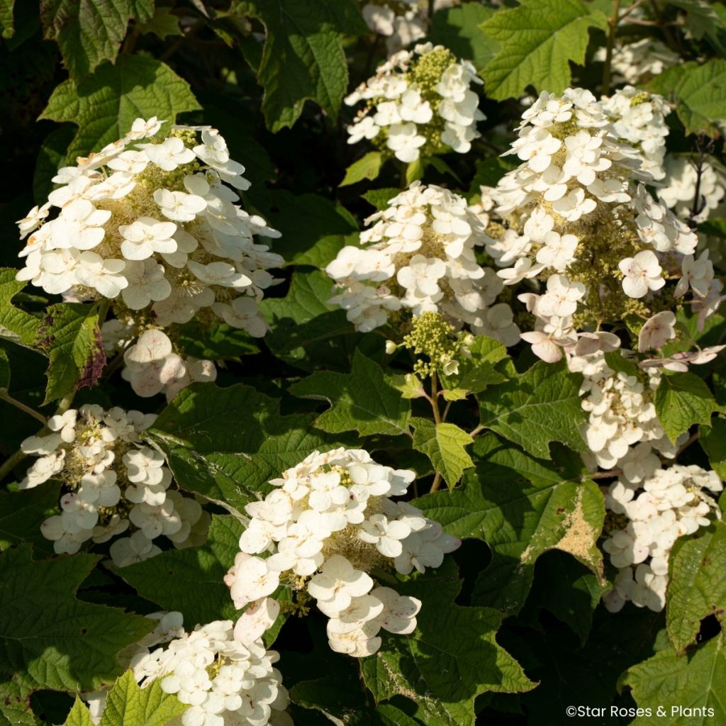 Hydrangea quercifolia Yeti - Eikenbladhortensia