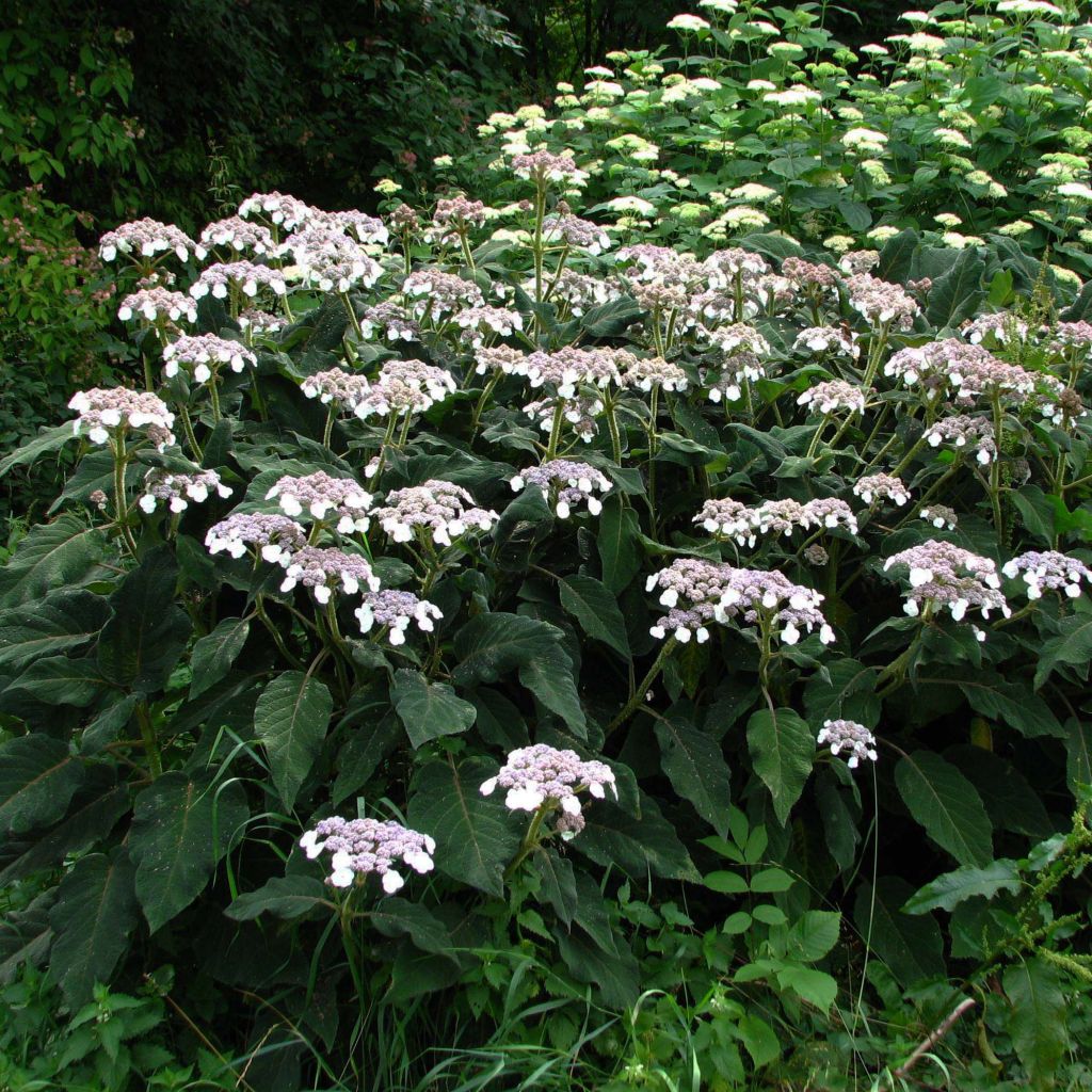 Hydrangea aspera Sargentiana - Fluweelhortensia