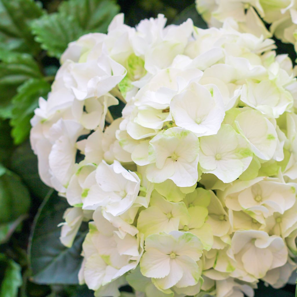Hydrangea macrophylla Bright White - Bolhortensia