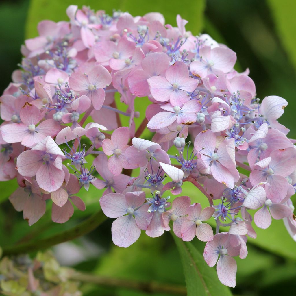 Hydrangea macrophylla Spreading beauty - Schermhortensia