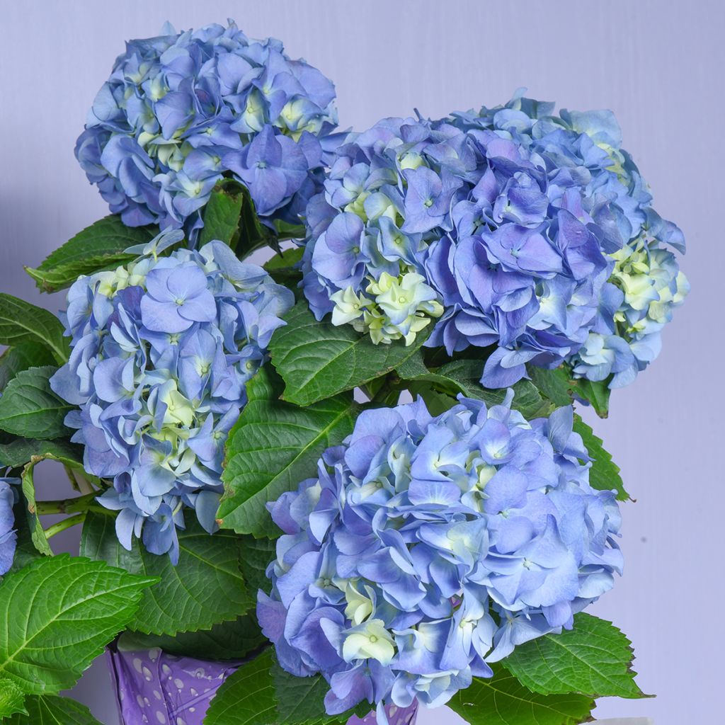 Hydrangea macrophylla Early Blue - Boerenhortensia