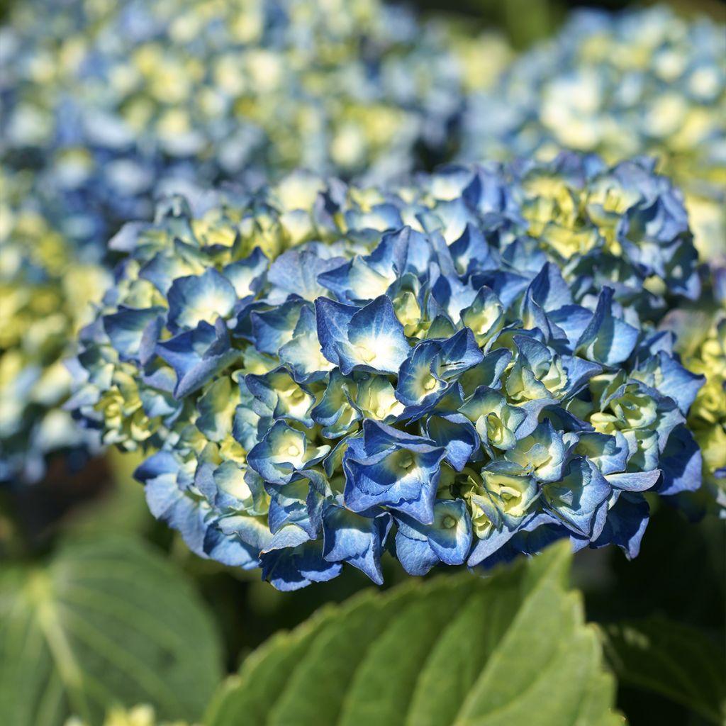 Hydrangea macrophylla Renate Steiniger - Bolhortensia
