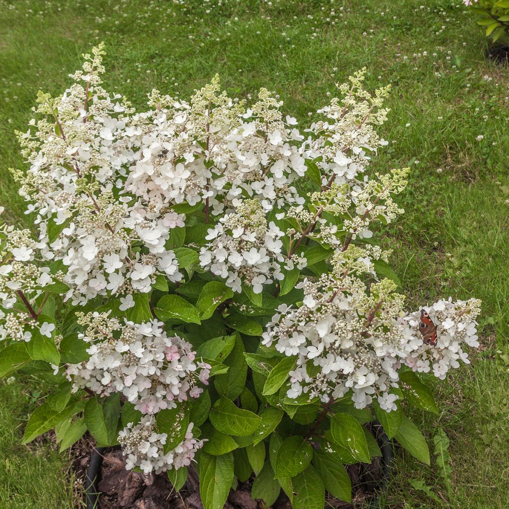 Hydrangea paniculata Butterfly - Pluimhortensia