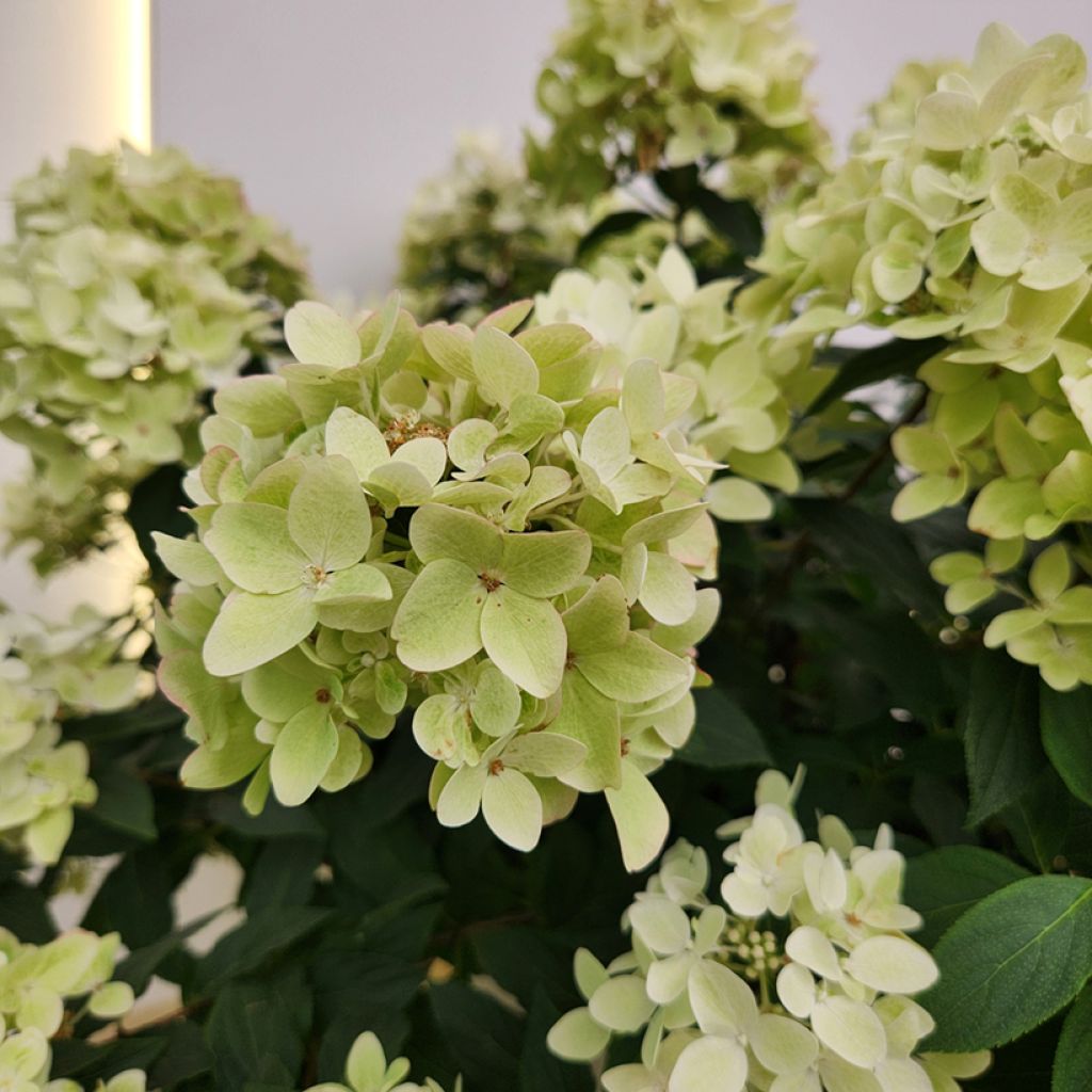 Hydrangea paniculata Groundbreaker Ruby - Dwergpluimhortensia