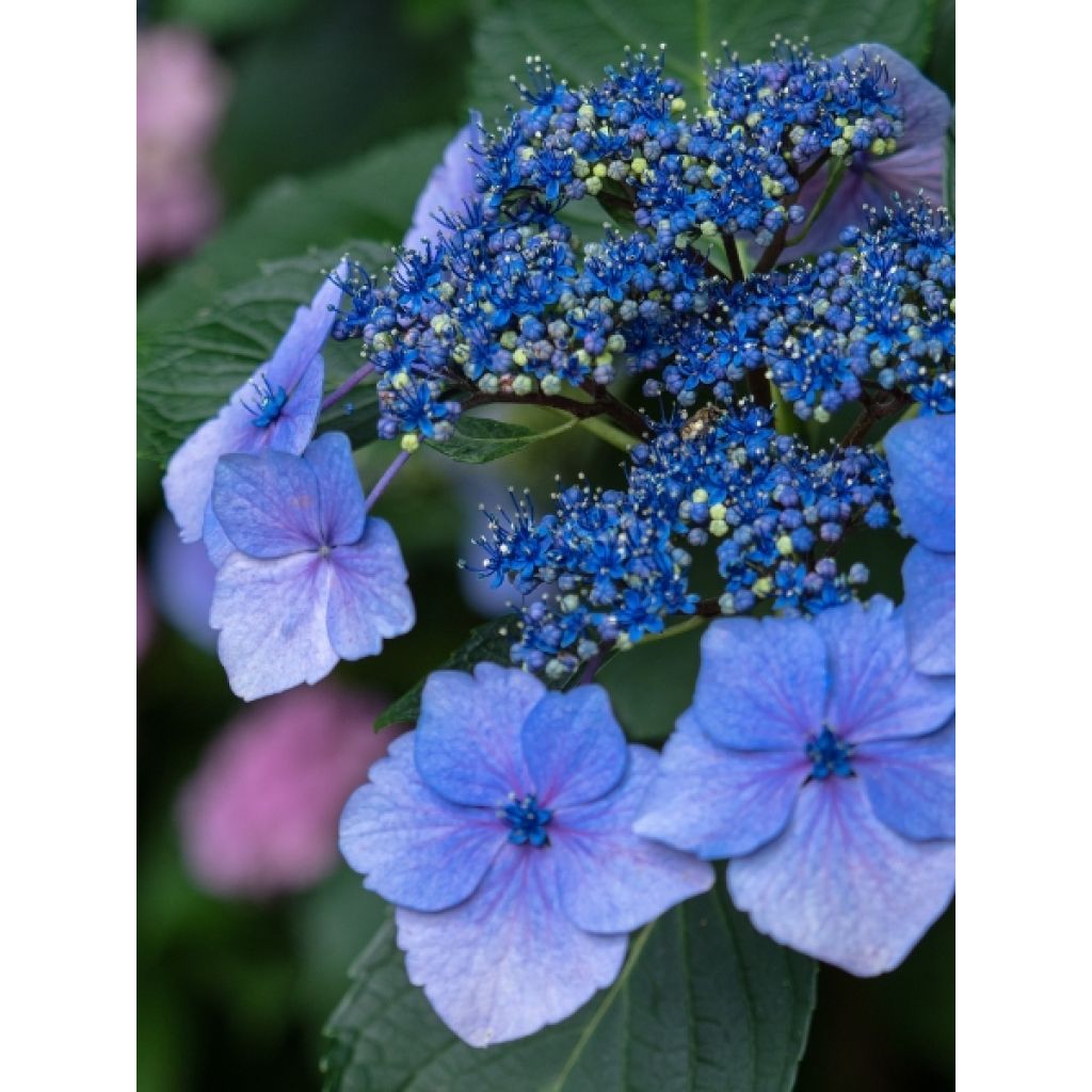 Hydrangea serrata Blue Bird - Berghortensia