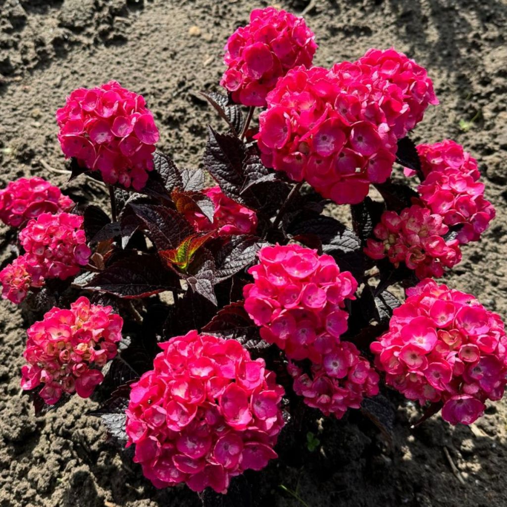 Hydrangea serrata Choco Strawberry - Berghortensia