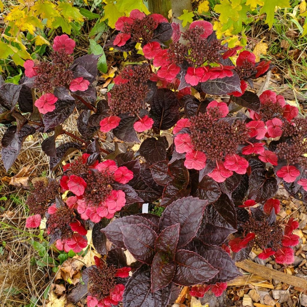 Hydrangea serrata Choco Cherry - Berghortensia