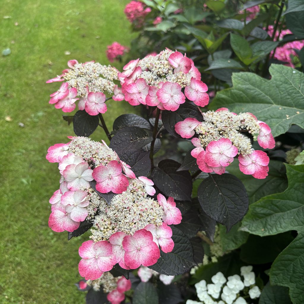 Hydrangea serrata Choco White - Berghortensia