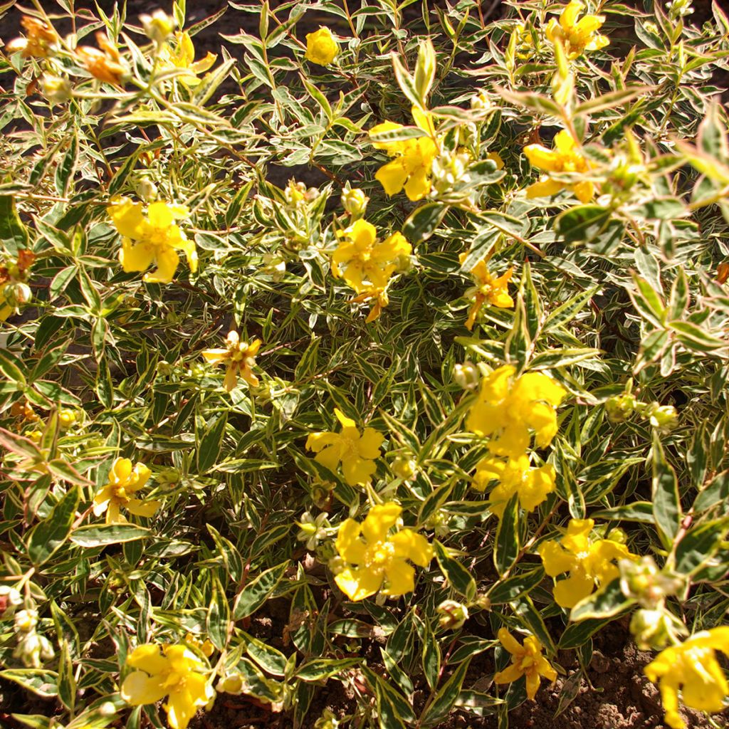 Hypericum hidcoteense Hidcote Limelight - Hertshooi