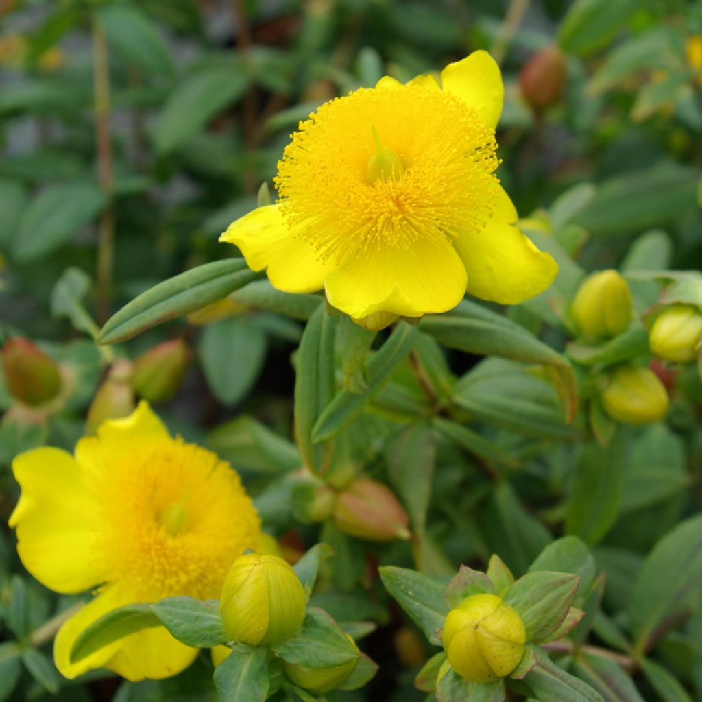 Hypericum frondosum Sunburst - Hertshooi