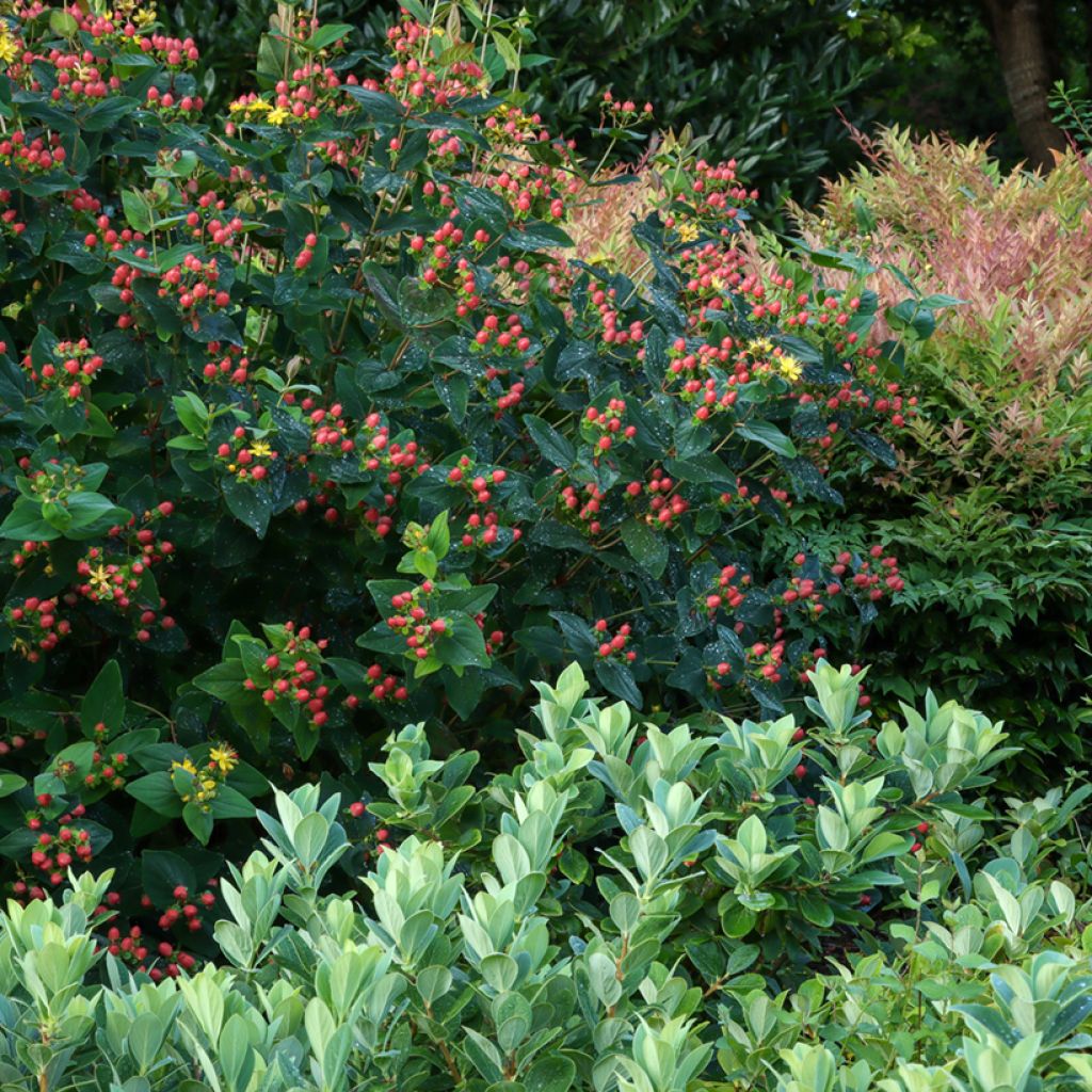 Hypericum inodorum Magical Red Flame - Hertshooi