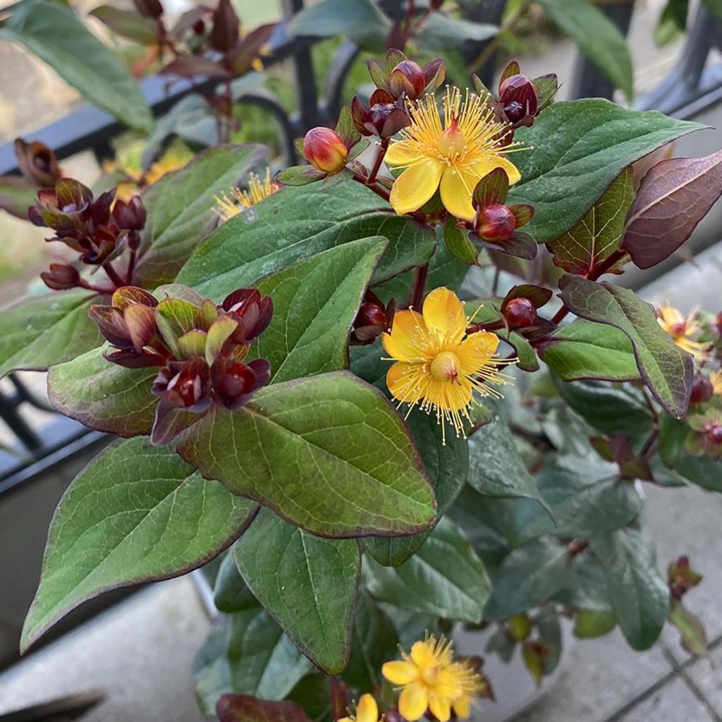 Hypericum inodorum Magical Universe - Hertshooi