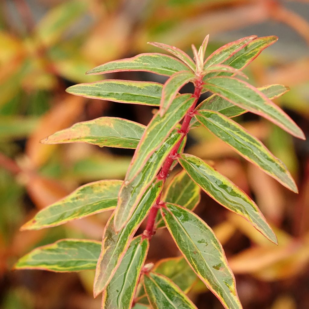 Hypericum hidcoteense Hidcote Limelight - Hertshooi