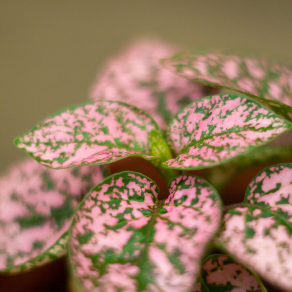 Hypoestes phyllostachya Roze - Sproetenplant