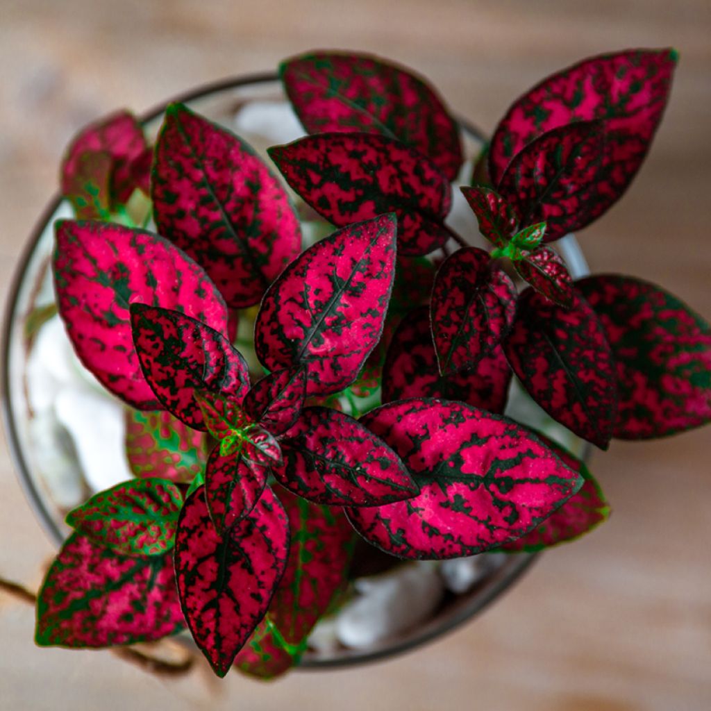 Hypoestes phyllostachya Rood - Sproetenplant