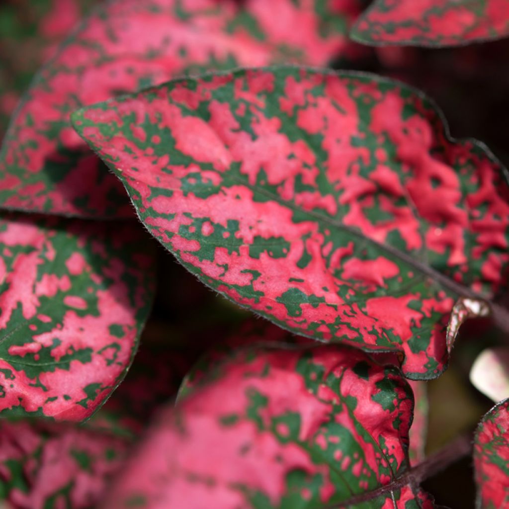 Hypoestes phyllostachya Rood - Sproetenplant