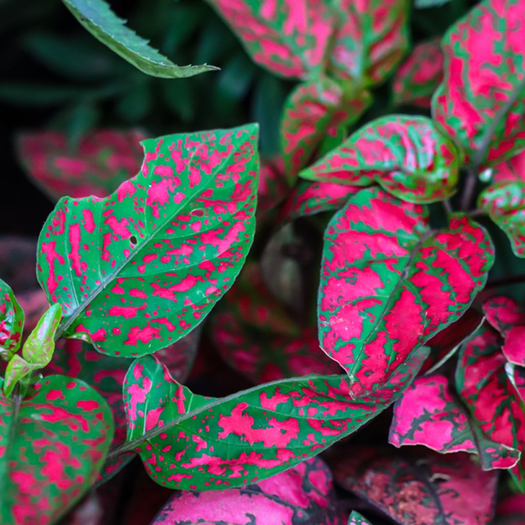 Hypoestes phyllostachya Rood - Sproetenplant