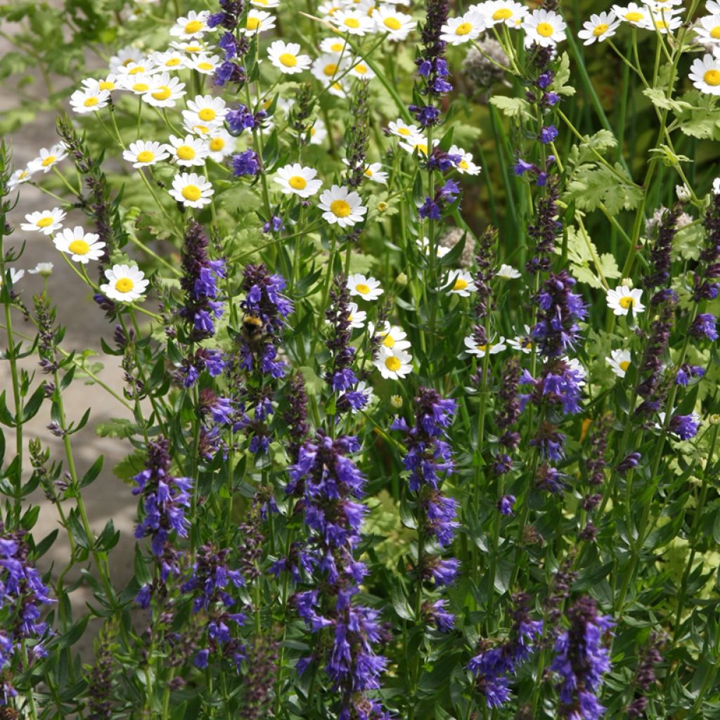 Hyssopus officinalis - Hysop