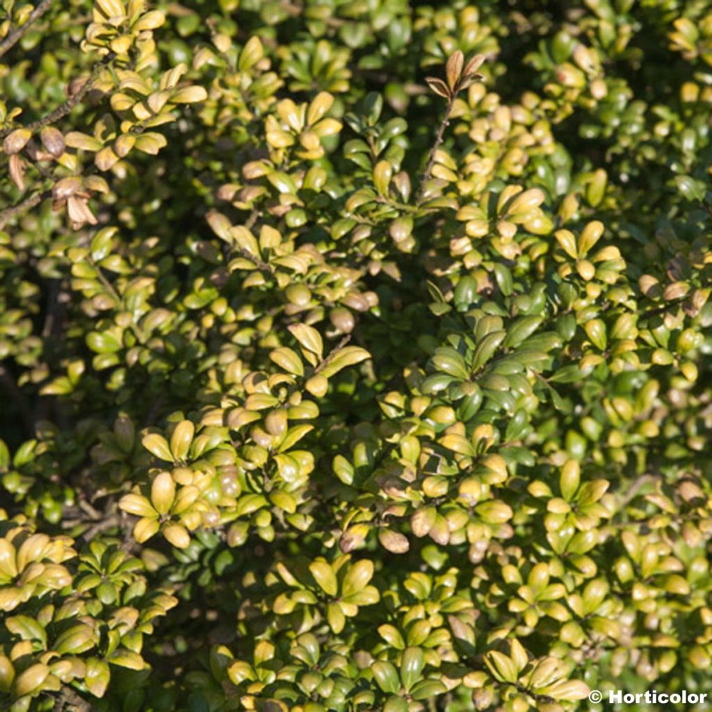 Ilex crenata Convexa - Japanse hulst