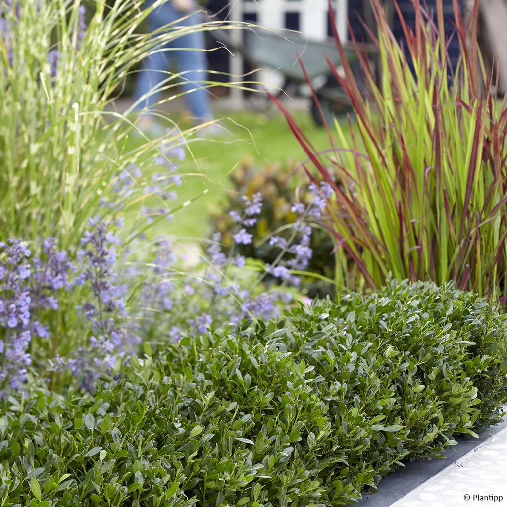 Ilex crenata Luxus Hedge - Japanse hulst