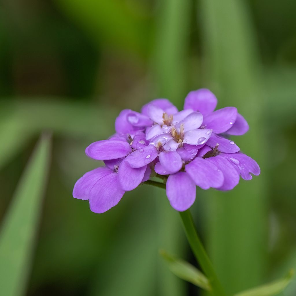 Iberis sempervirens Absolutely Amethyst - Scheefkelk