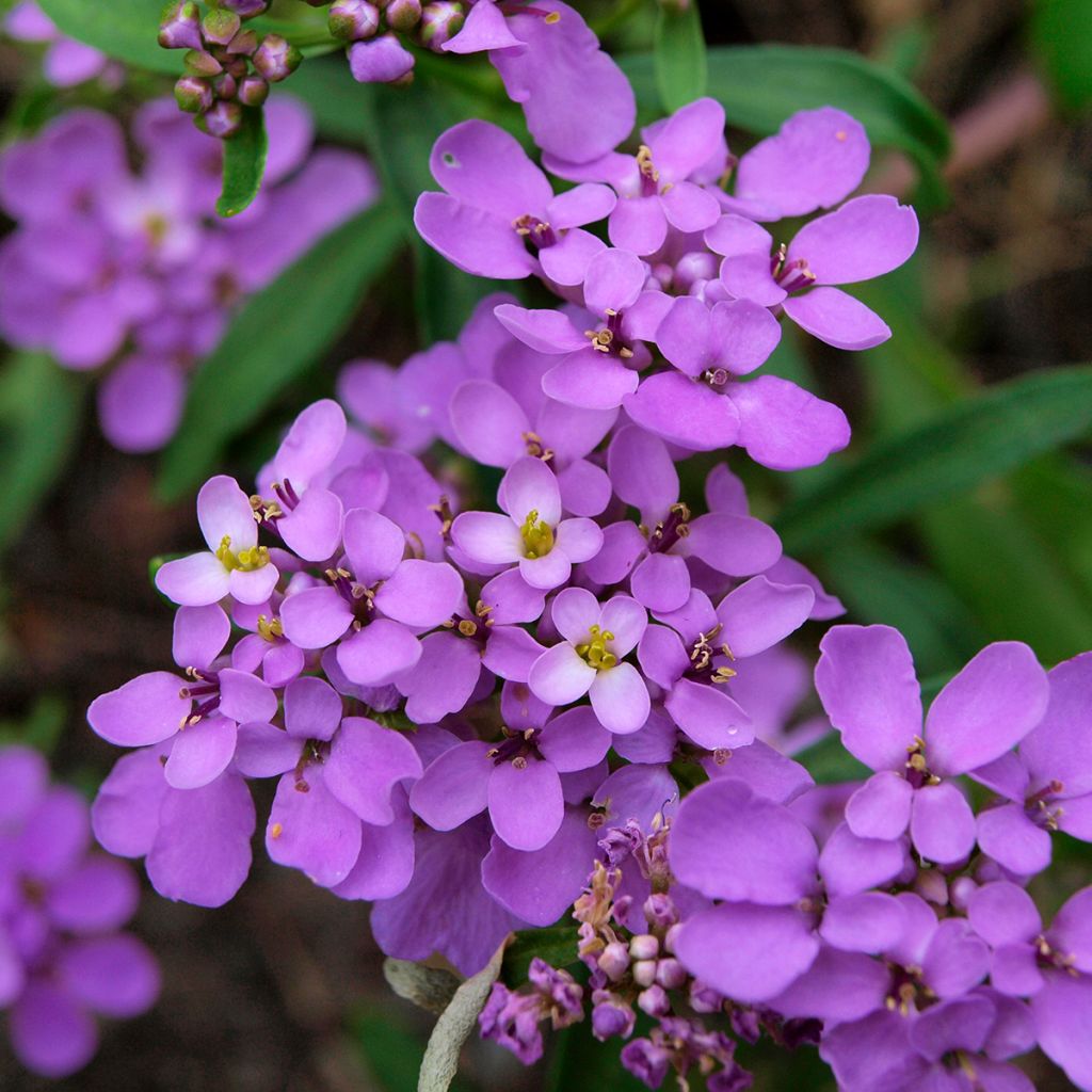 Iberis sempervirens Absolutely Amethyst - Scheefkelk