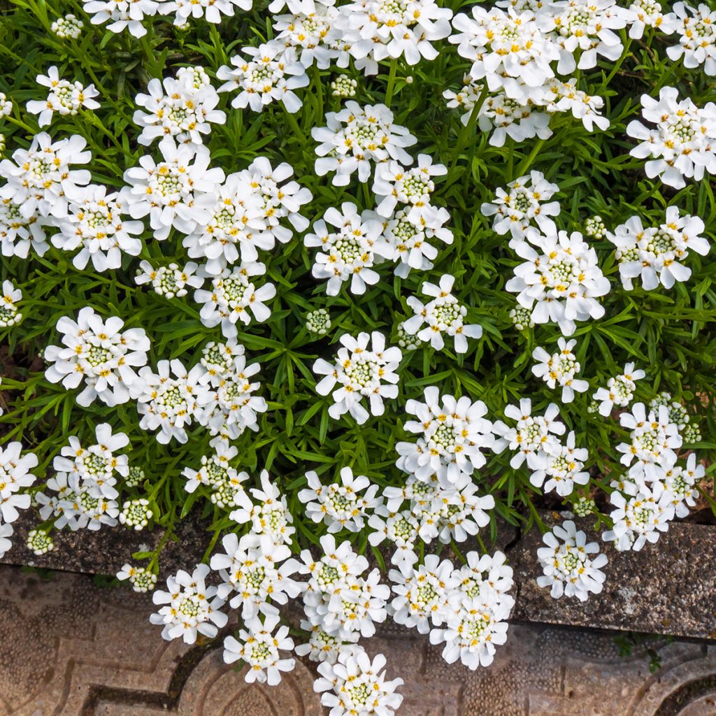 Iberis sempervirens Snowflake - Scheefkelk