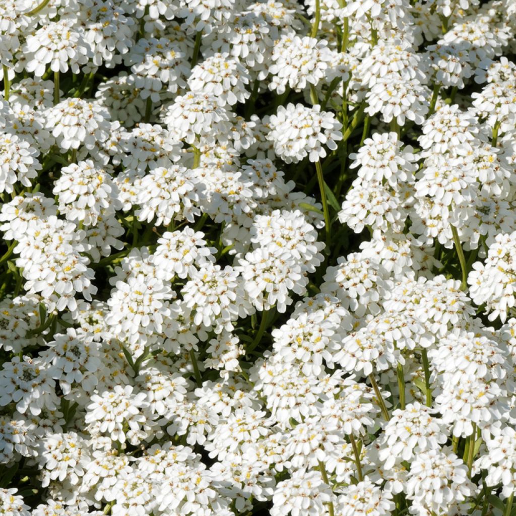 Iberis sempervirens Appen-Etz - Corbeille d'argent