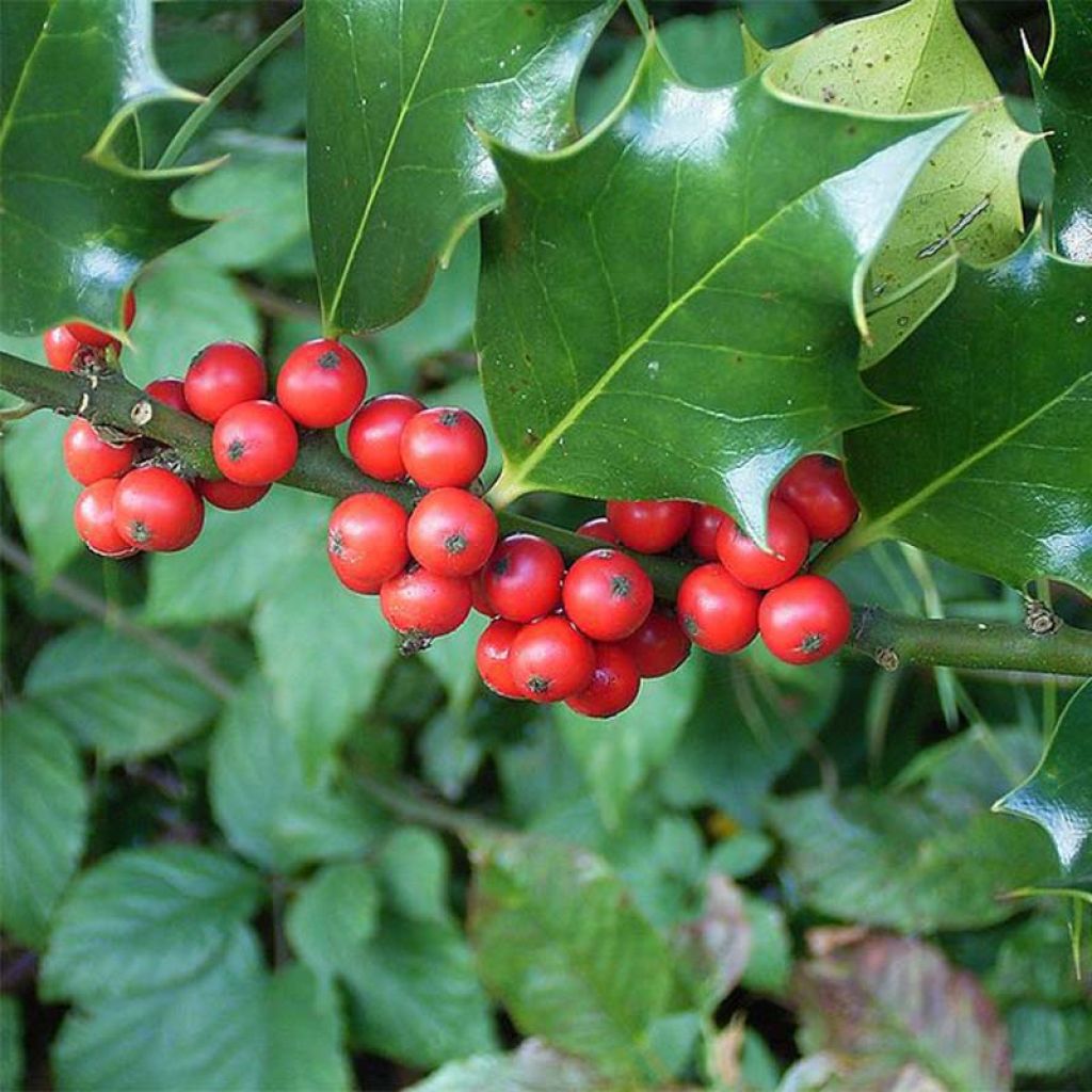 Ilex aquifolium - Hulst