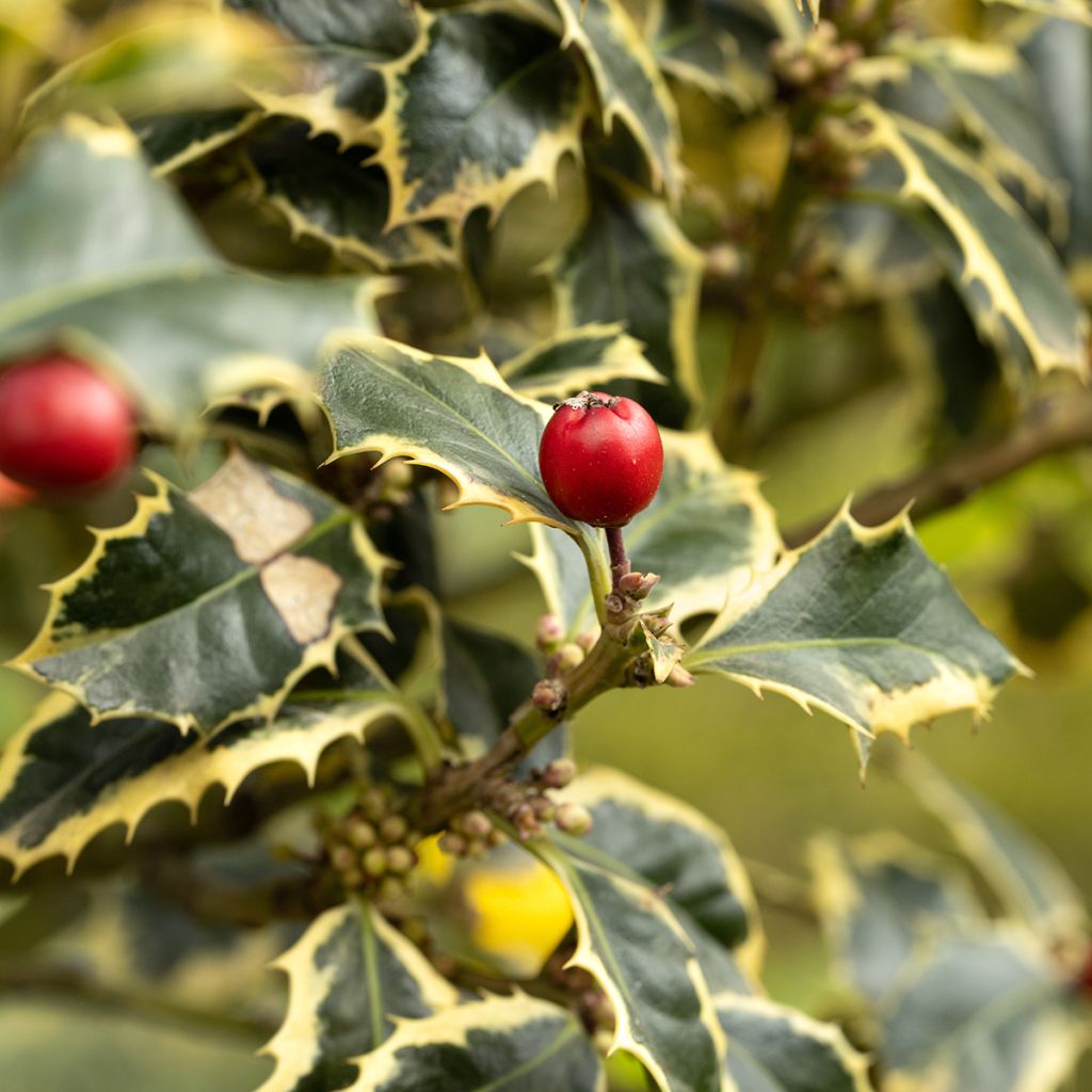 Ilex aquifolium Silver Queen - Hulst