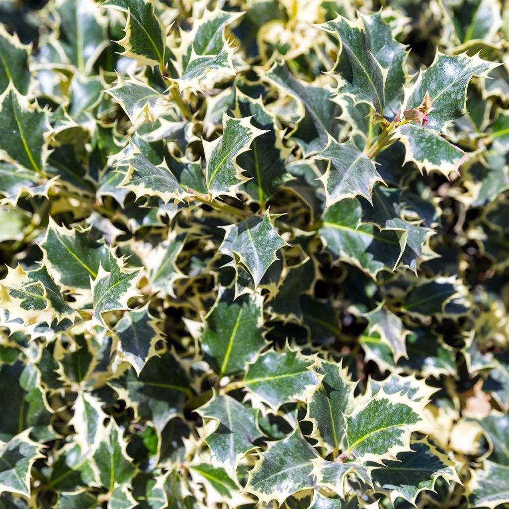 Ilex aquifolium Silver Queen - Hulst