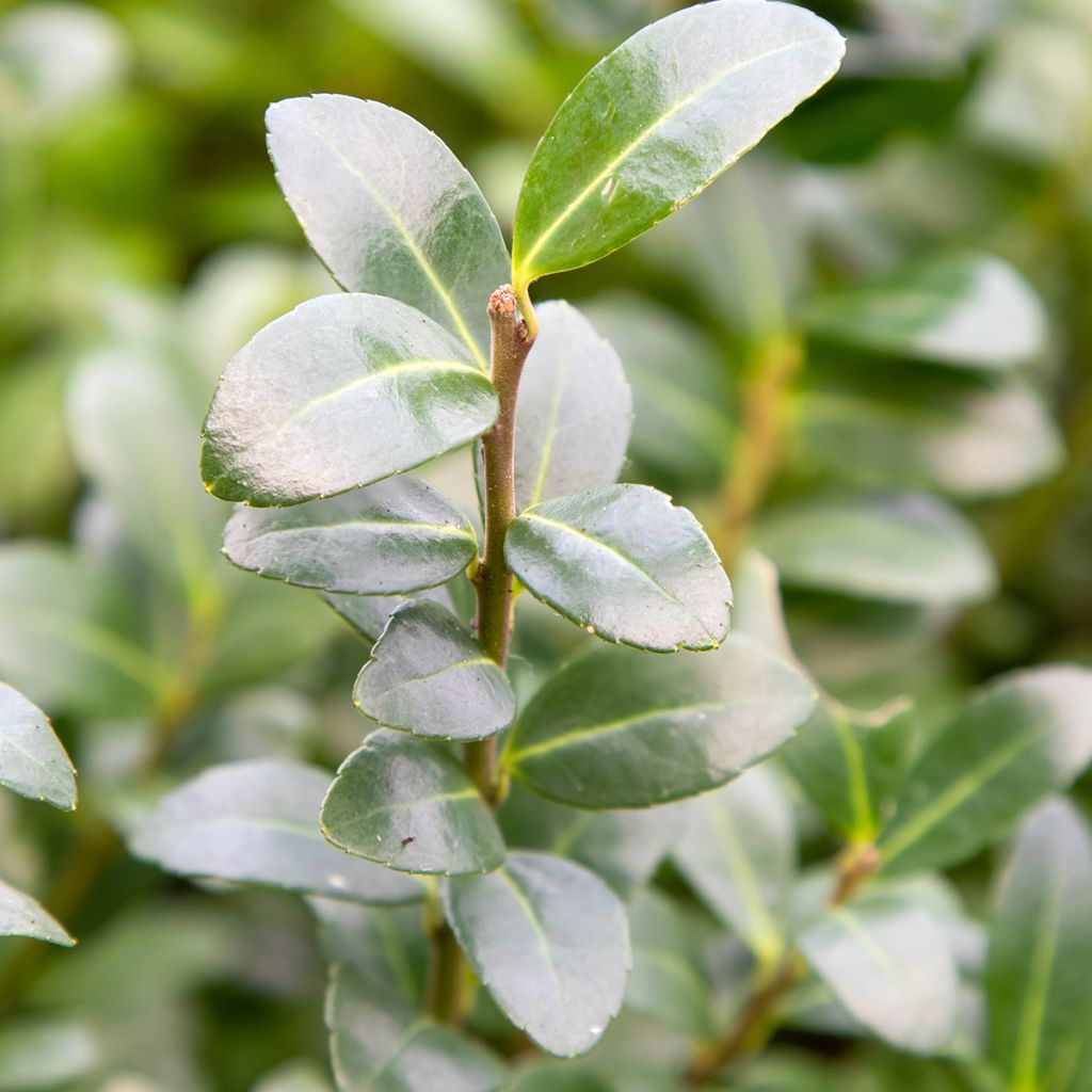 Ilex crenata Caroline Upright - Japanse hulst