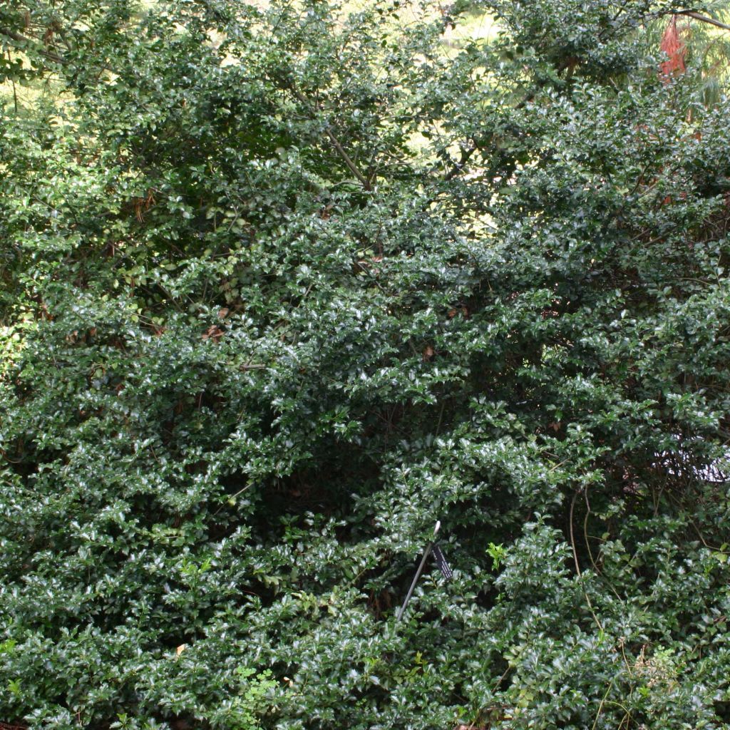 Ilex meserveae Blue Princess - Kastanjebladige hulst