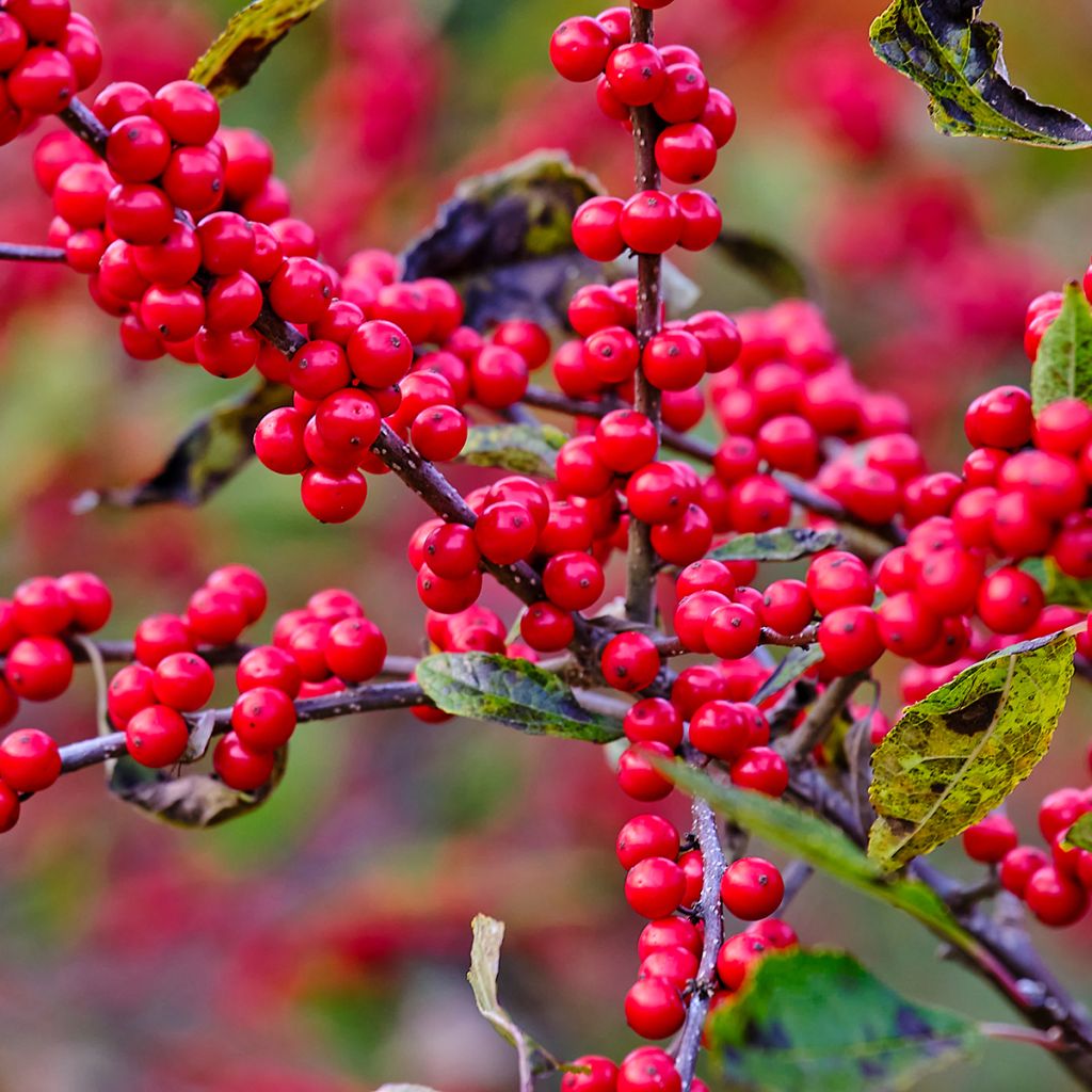 Ilex verticillata - Winterbes