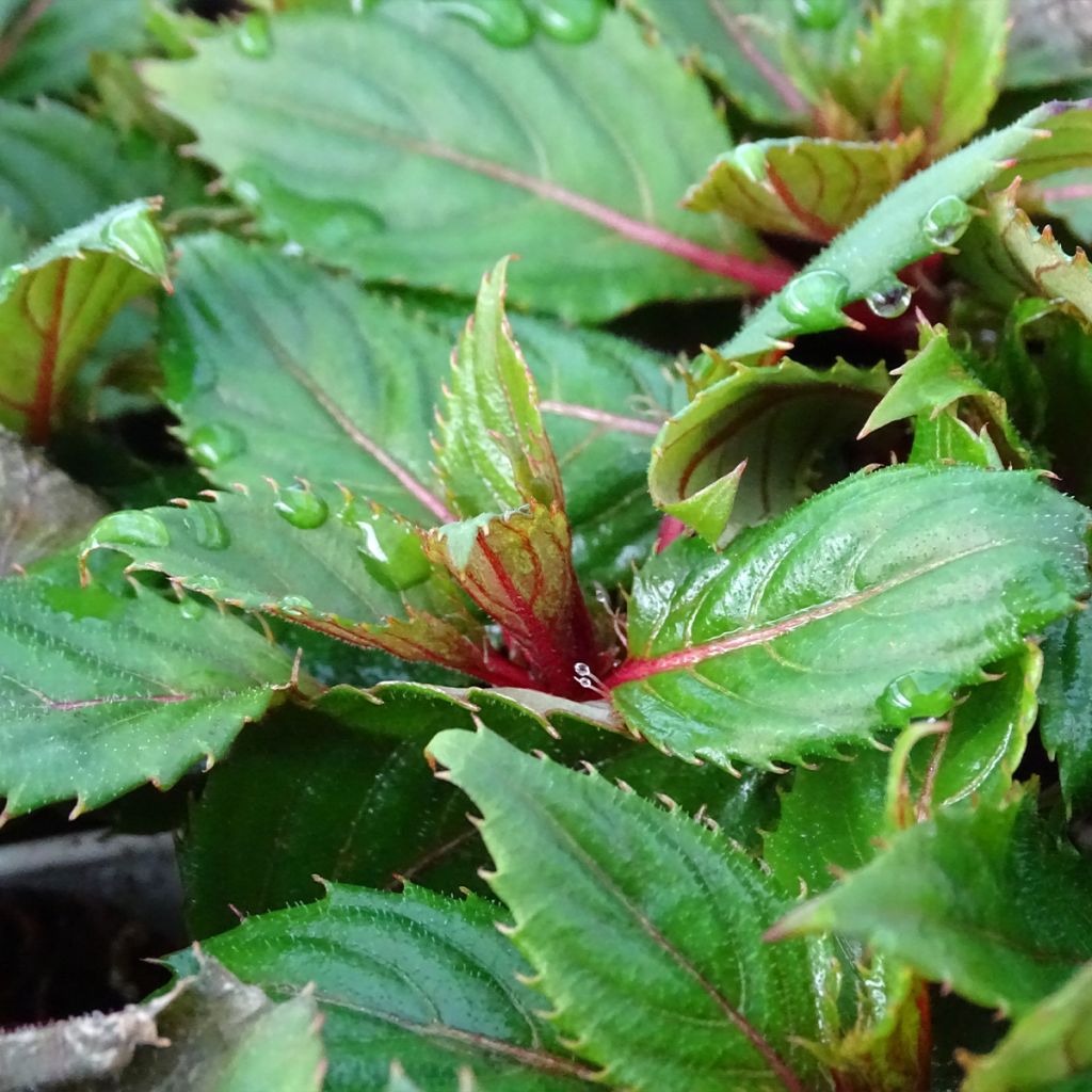 Impatiens SunPatiens Compact Hot Coral