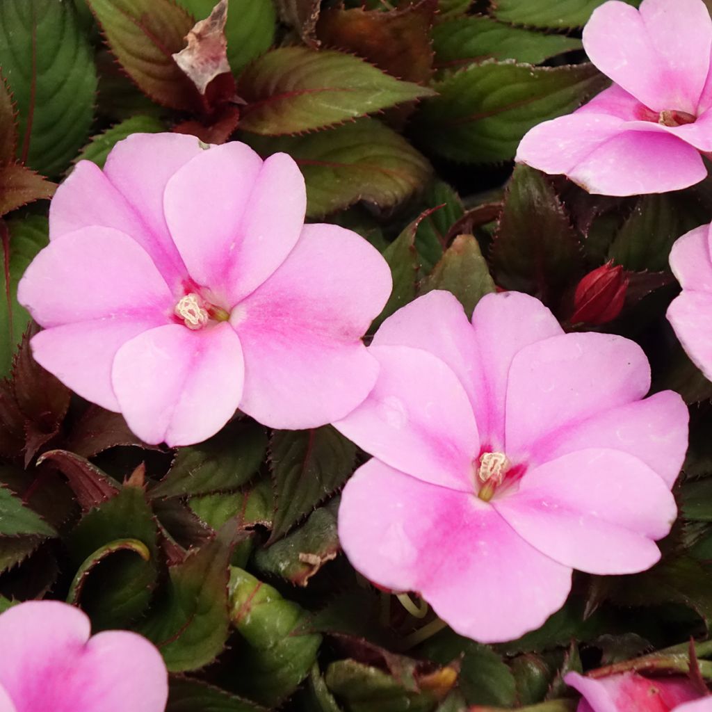 Impatiens hawkeri SunPatiens Vigorous Lavender - Nieuw-Guinea-impatiens