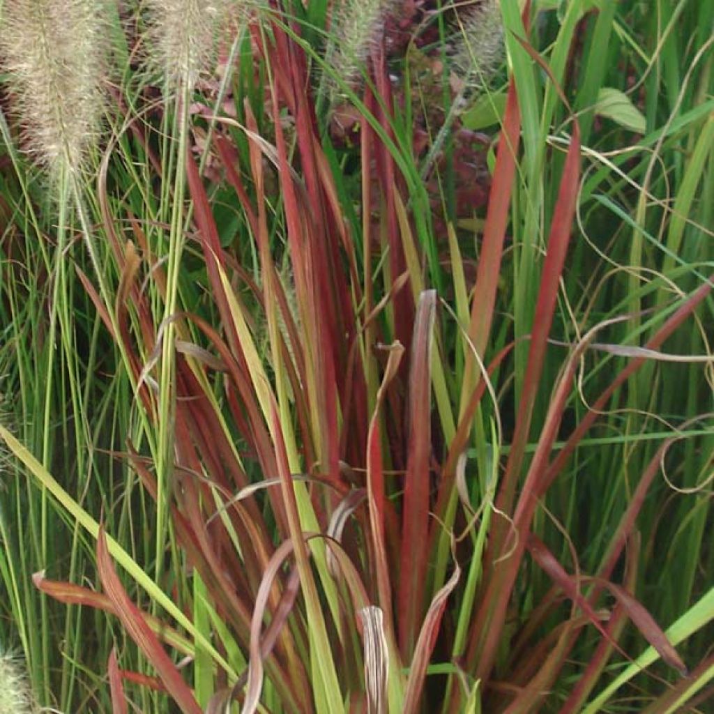 Imperata cylindrica Red Baron - Japans bloedgras