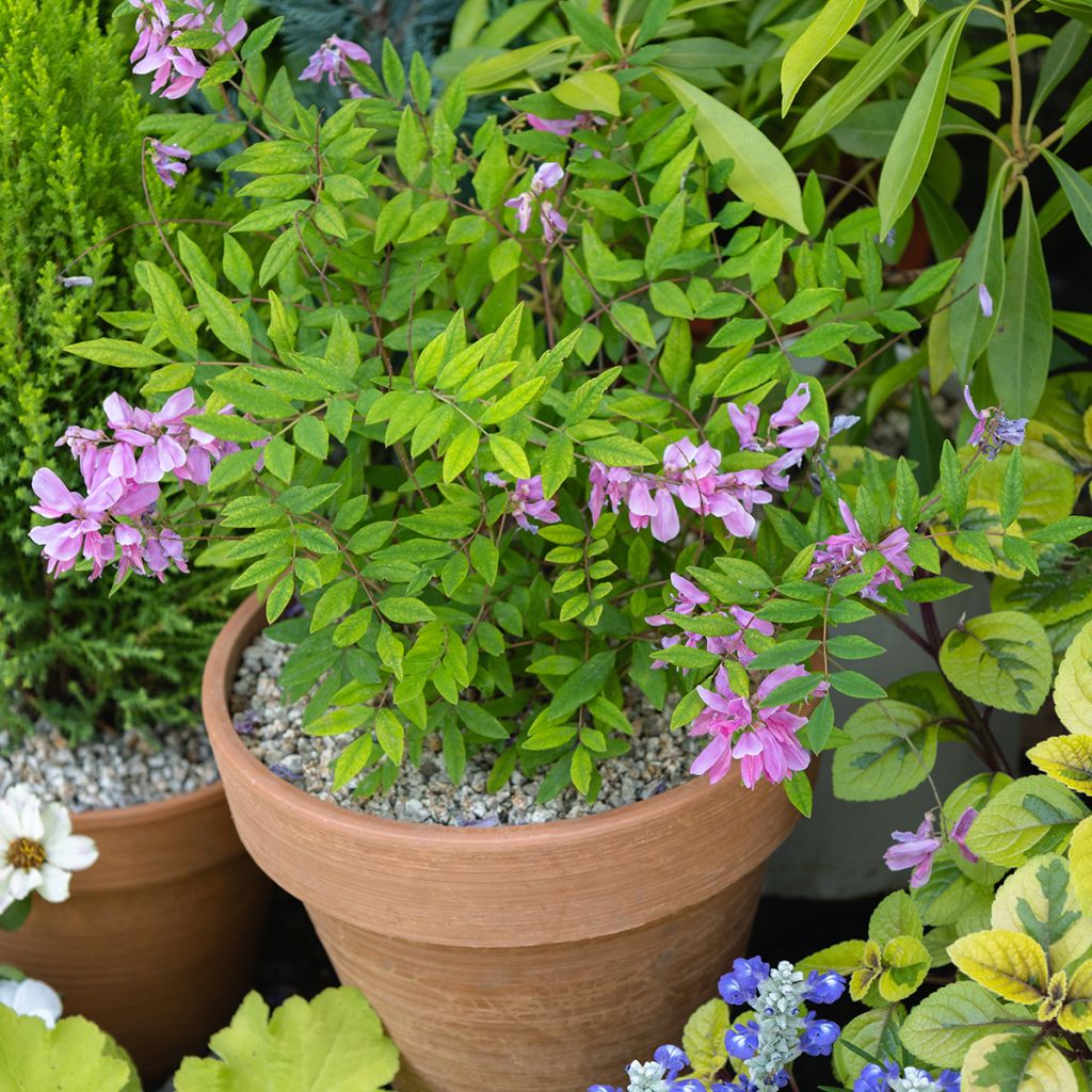 Indigofera heterantha - Indigostruik