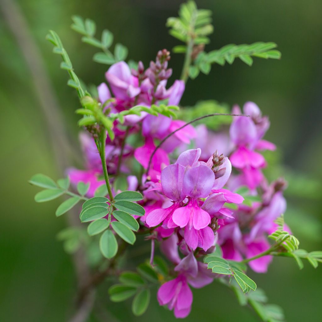 Indigofera heterantha - Indigostruik