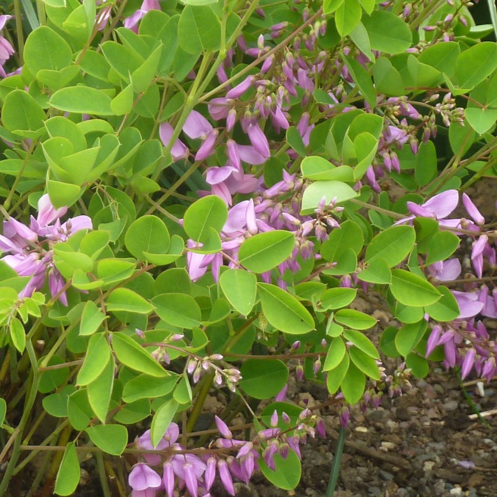 Indigofera kirilowii - Indigoplant