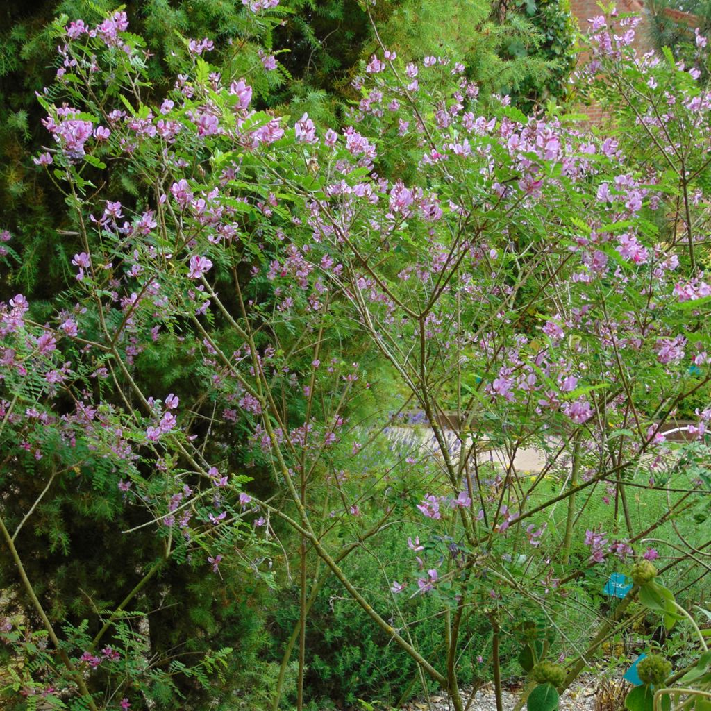 Indigofera kirilowii - Indigoplant