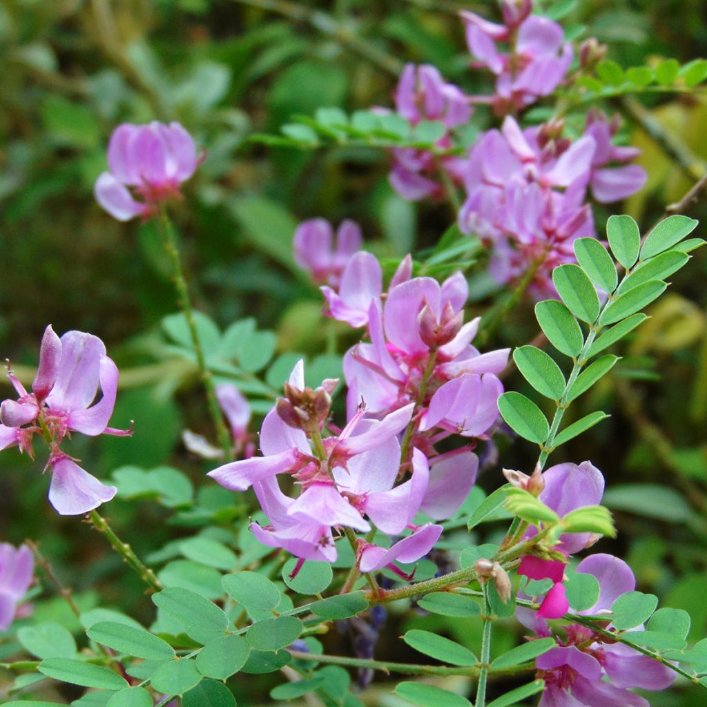 Indigofera kirilowii - Indigoplant