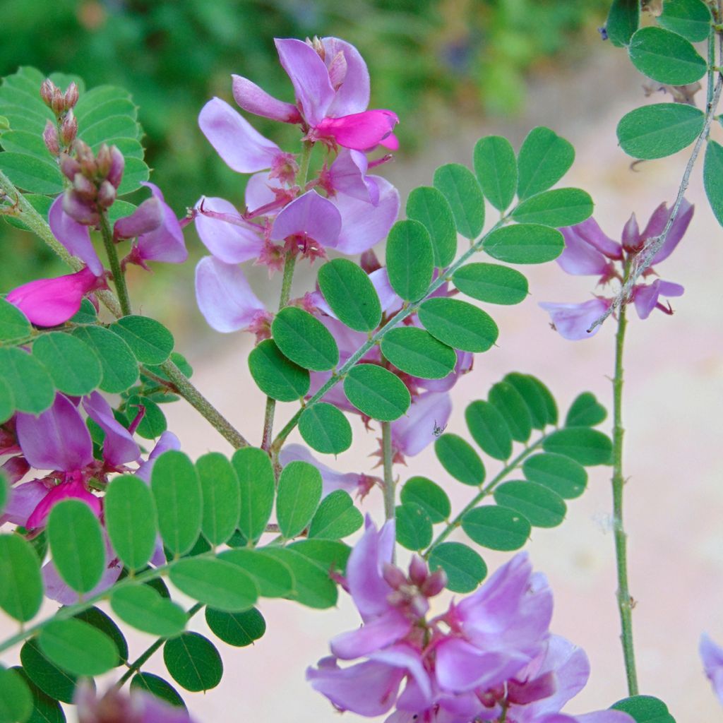 Indigofera kirilowii - Indigoplant