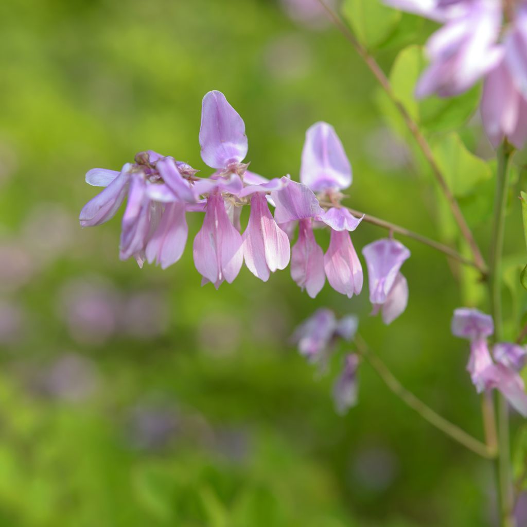 Indigofera kirilowii - Indigoplant