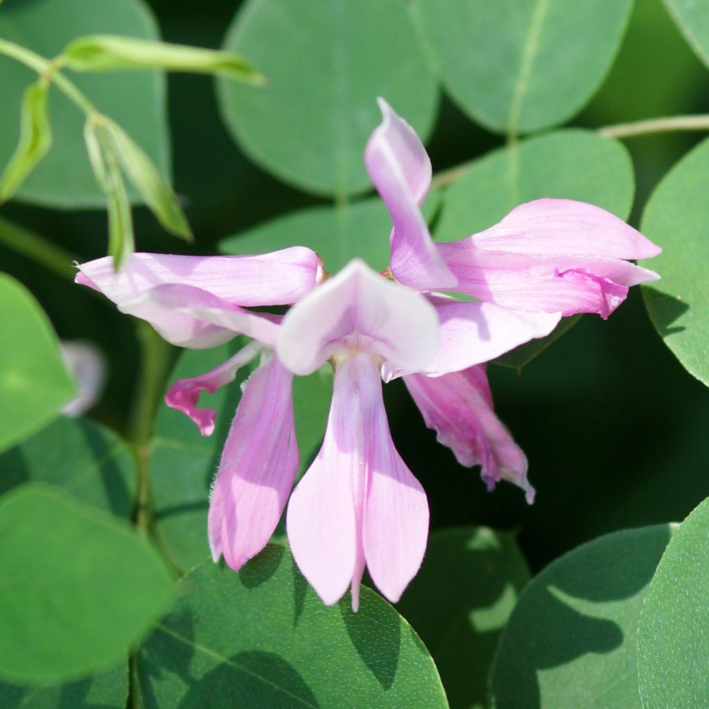 Indigofera kirilowii - Indigoplant
