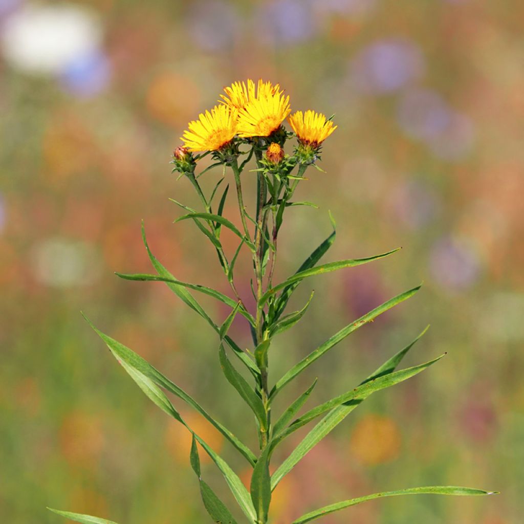 Inula ensifolia - Alant