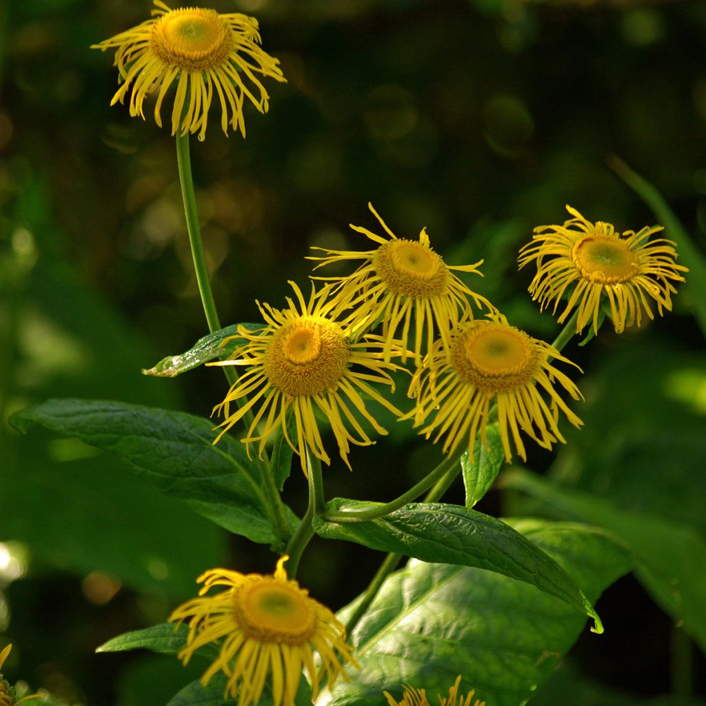 Inula magnifica - Alant